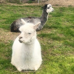 Meet your Posher, Ari